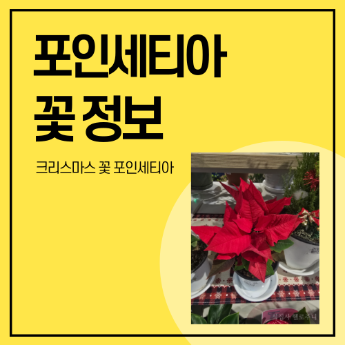 포인세티아 꽃 가격 키우는 법과 주의사항