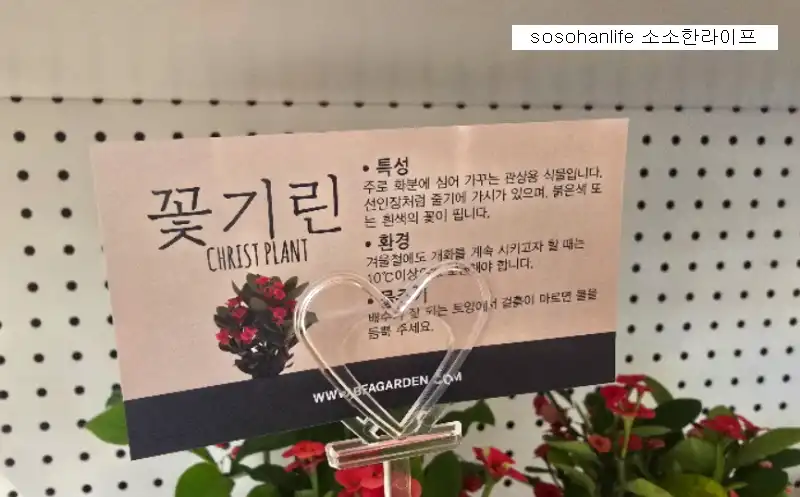 꽃기린 관리법 7가지와 주의사항 특성 환경 설명