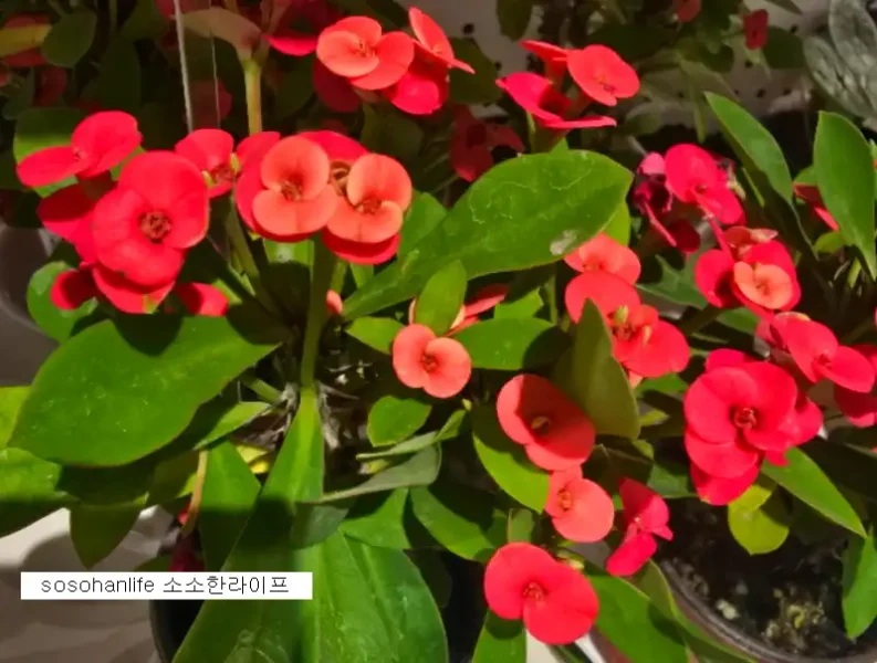 꽃기린 관리법 7가지와 주의사항 꽃기린 꽃사진