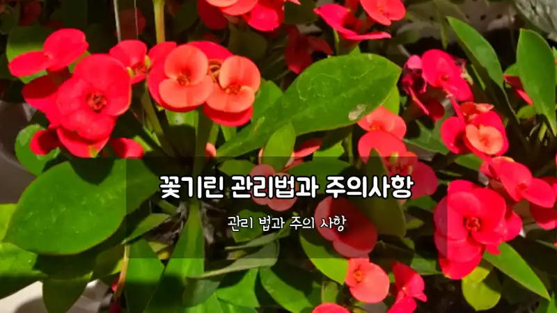꽃기린 관리법 7가지와 주의사항 썸네일