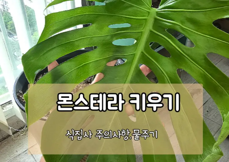 monstera-care-guide