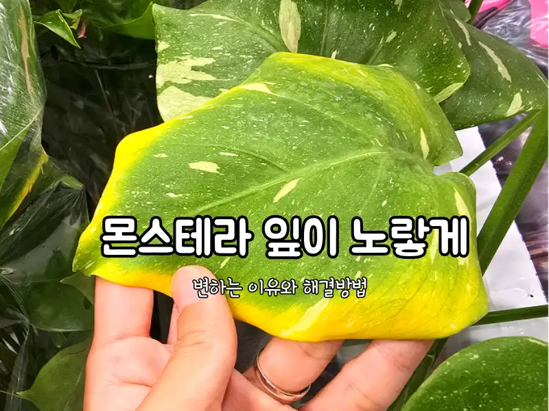 몬스테라 잎이 노랗게 변하는 이유 7가지와 해결 방법 섬네일